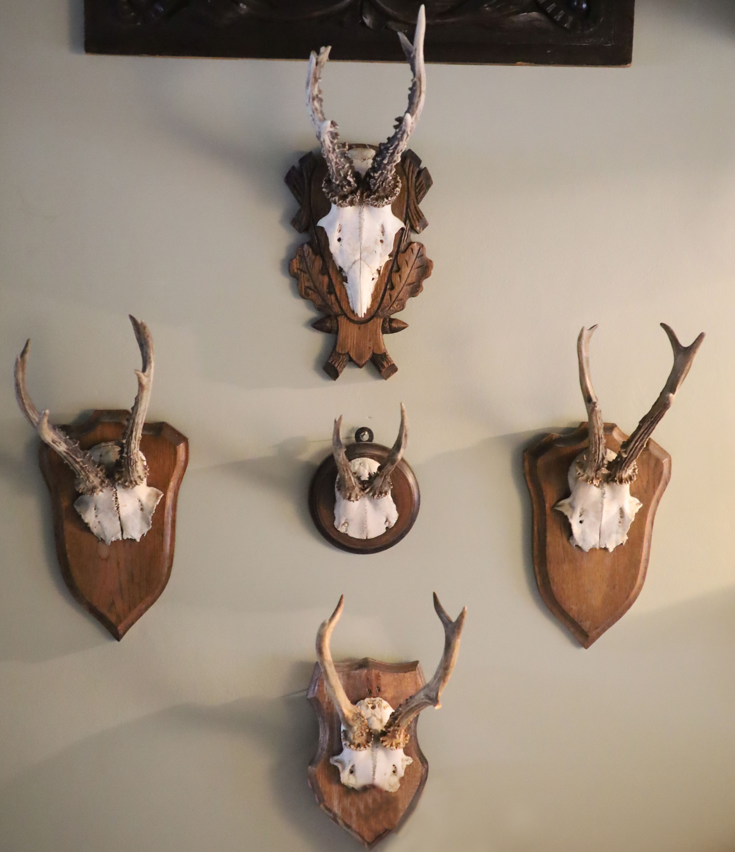 A group of five wall mounted roe deer, largest 30cm